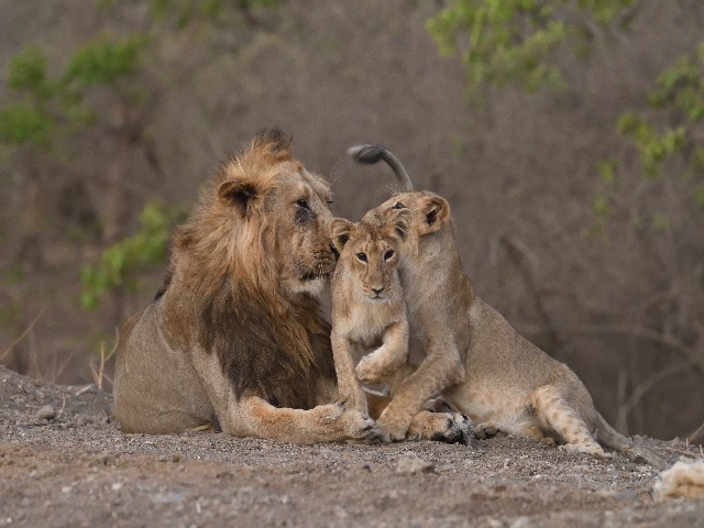 Asiatic Lions Population increase